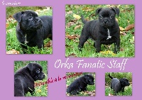 Orka Fanatic Staff 